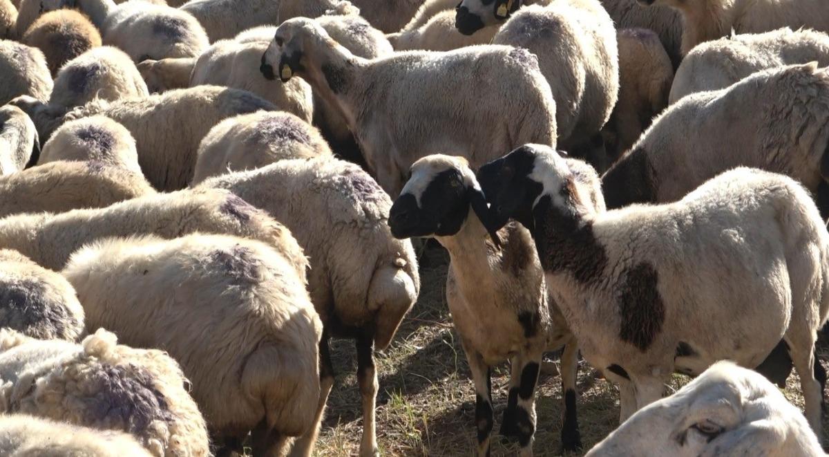 150 bin TL maaş verip çalışan bulamıyorlar Beğenmiyorlar 1