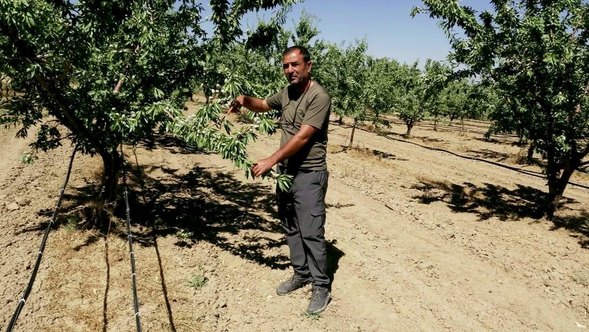 Araştırırken badem a&ccedil;ığını fark edip işe girişti: 10 ton bekliyor 1