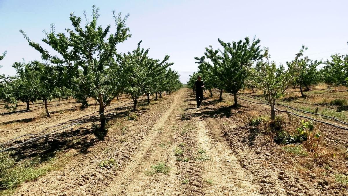 Araştırırken badem a&ccedil;ığını fark edip işe girişti: 10 ton bekliyor 6