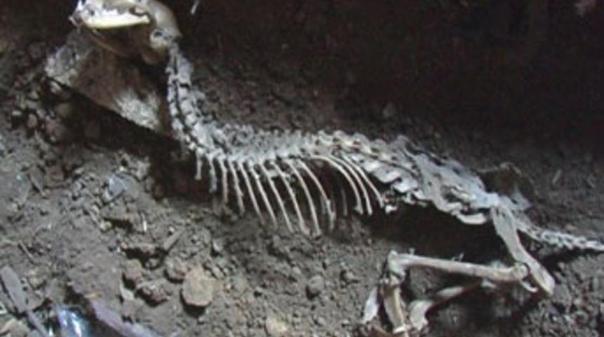 Rize'yi şaşırtan iskelet