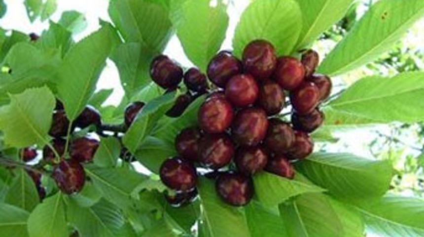 Yağmur kirazı vurdu