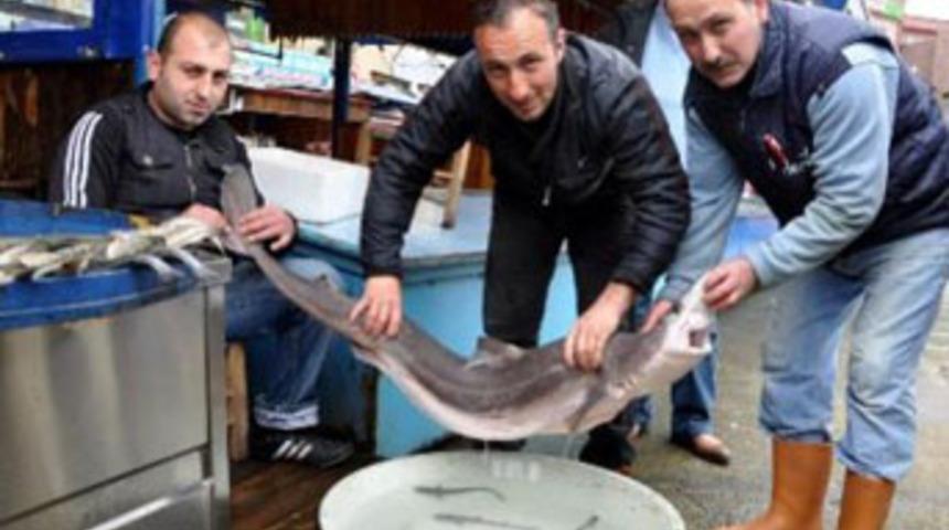 Karnından 8 yavru &ccedil;ıktı