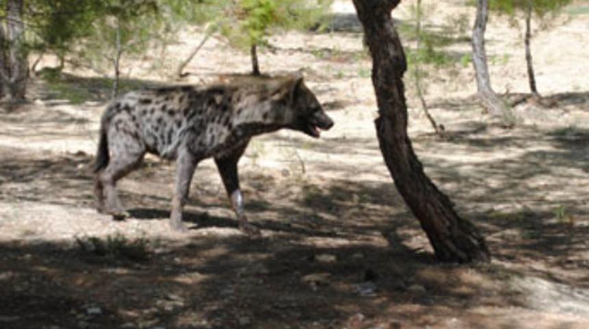 Gaziantep hayvanat bah&ccedil;esine yeni misafir