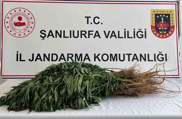 Şanlıurfa’da uyuşturucu operasyonları: 5 gözaltı 1