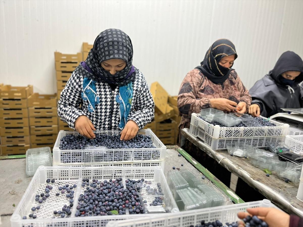  D&uuml;nyada en &ccedil;ok satılan 2. meyve  &Ccedil;in den d&ouml;n&uuml;p başladı: Talep &ccedil;ok y&uuml;ksek, karşılayamıyoruz 4