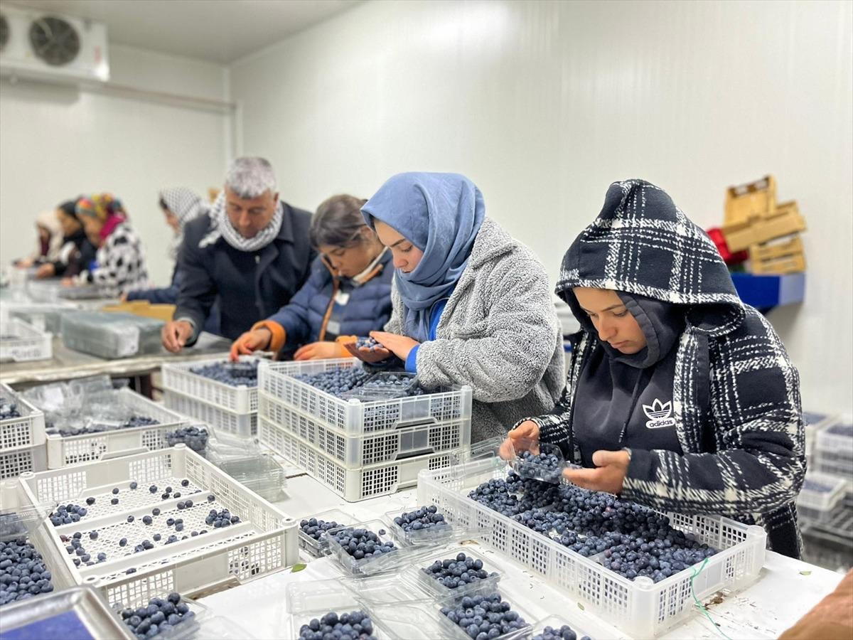  D&uuml;nyada en &ccedil;ok satılan 2. meyve  &Ccedil;in den d&ouml;n&uuml;p başladı: Talep &ccedil;ok y&uuml;ksek, karşılayamıyoruz 5