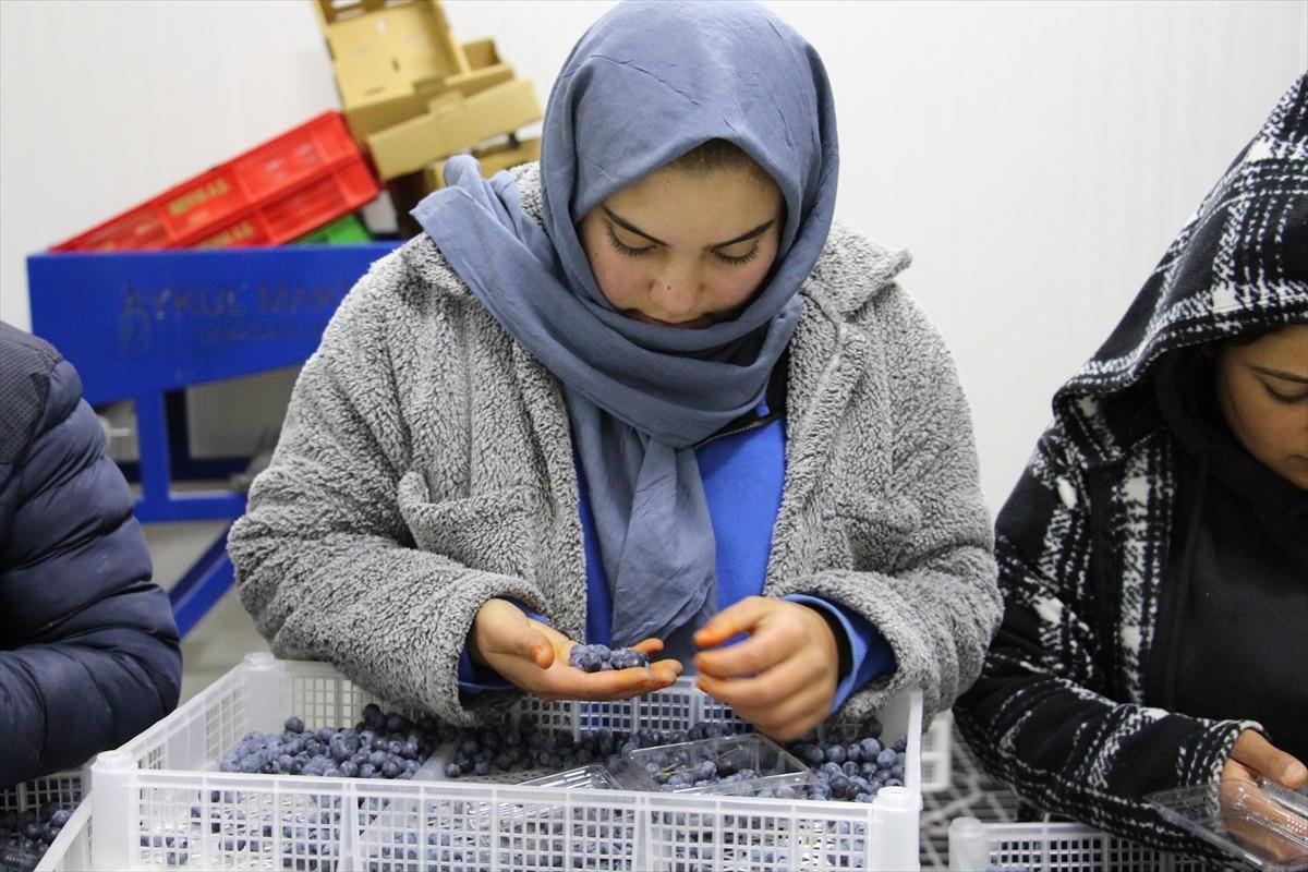  D&uuml;nyada en &ccedil;ok satılan 2. meyve  &Ccedil;in den d&ouml;n&uuml;p başladı: Talep &ccedil;ok y&uuml;ksek, karşılayamıyoruz 7