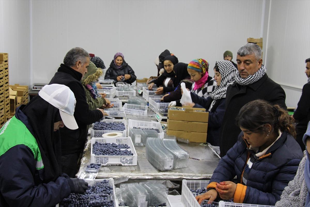  D&uuml;nyada en &ccedil;ok satılan 2. meyve  &Ccedil;in den d&ouml;n&uuml;p başladı: Talep &ccedil;ok y&uuml;ksek, karşılayamıyoruz 8