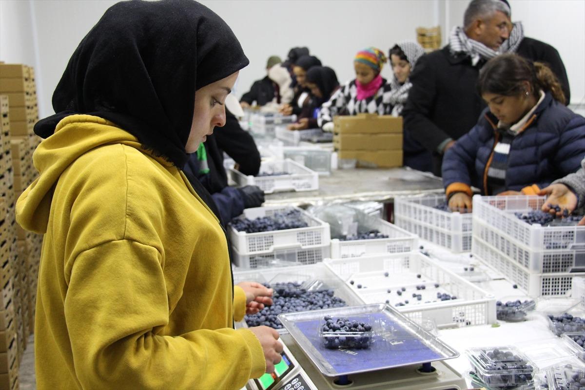  D&uuml;nyada en &ccedil;ok satılan 2. meyve  &Ccedil;in den d&ouml;n&uuml;p başladı: Talep &ccedil;ok y&uuml;ksek, karşılayamıyoruz 3