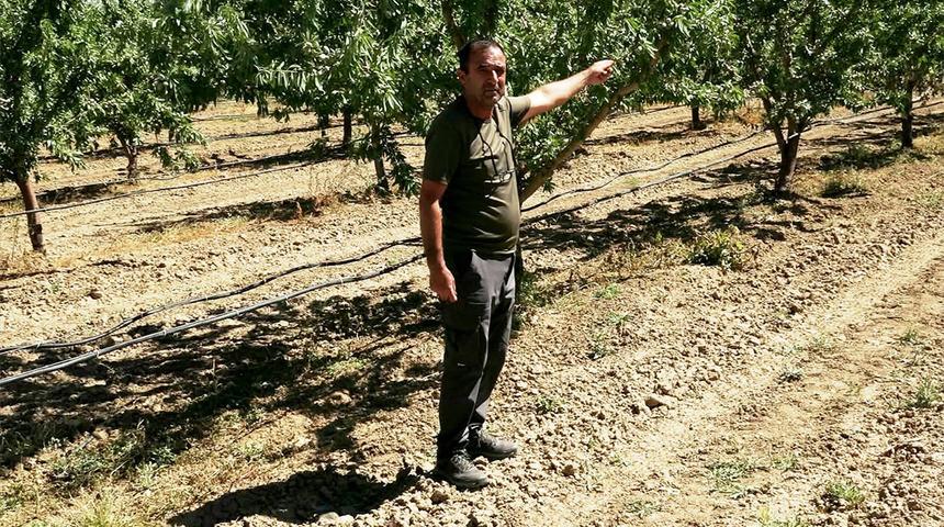 Araştırırken badem a&ccedil;ığını fark edip işe girişti: 10 ton bekliyor