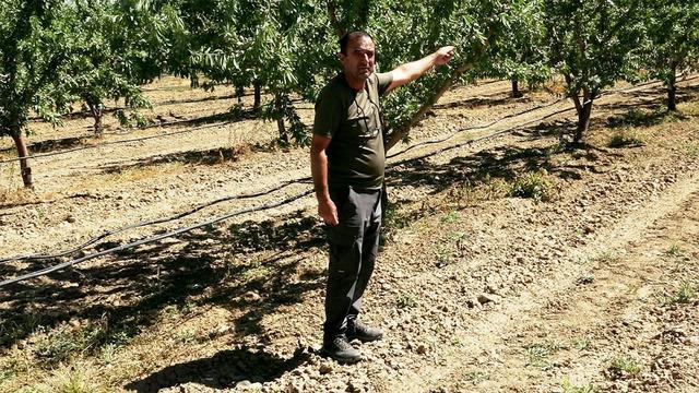 Araştırırken badem açığını fark edip işe girişti: 10 ton bekliyor