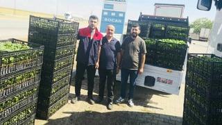 Cizre’de çiftçilere yüzde 75 hibeli fide desteği