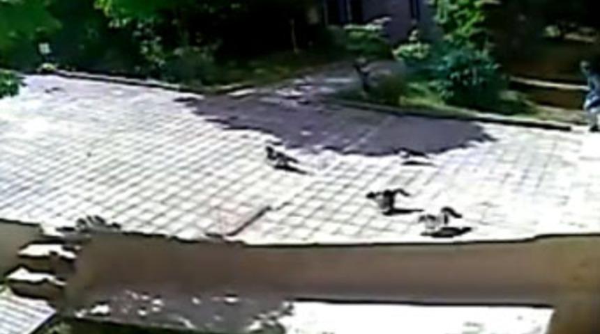 Patlama, kedileri de korkuttu