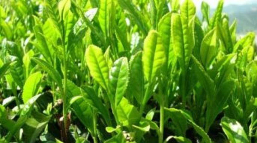 &Ccedil;ay fiyatı a&ccedil;ıklanıyor
