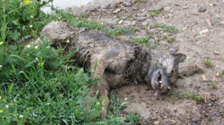 İlçeye inen kurdu, köpekler öldürdü