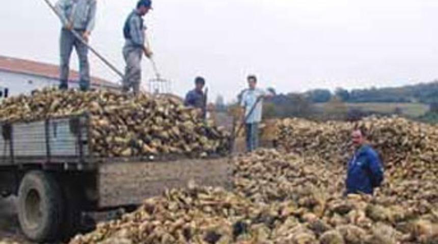 Elbistan'da şeker &uuml;retimi 390 bin tona ulaştı