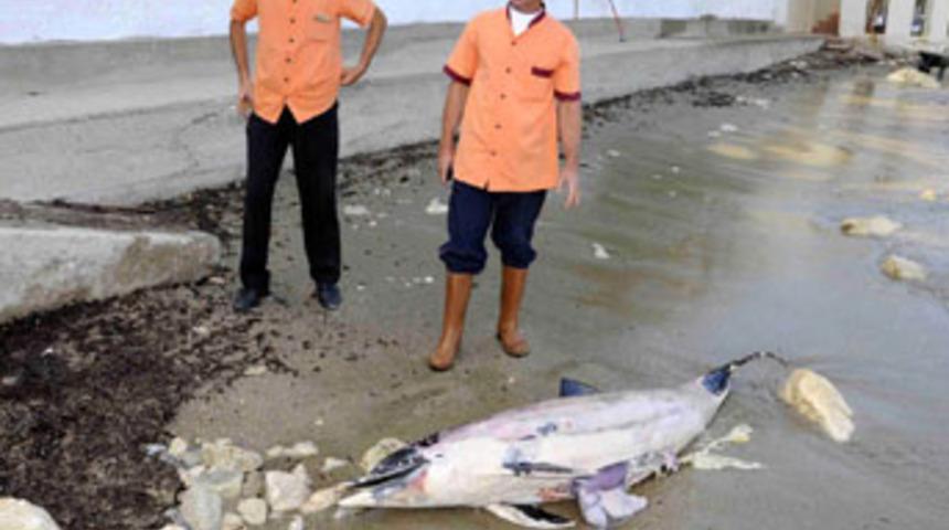 &Ouml;l&uuml; yunus balığı sahile vurdu