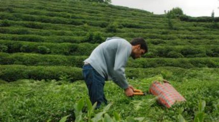 Rize Ziraat Odası Başkanı Paliç: 1,30 lira fiyat talep etmeyi uygun bulduk