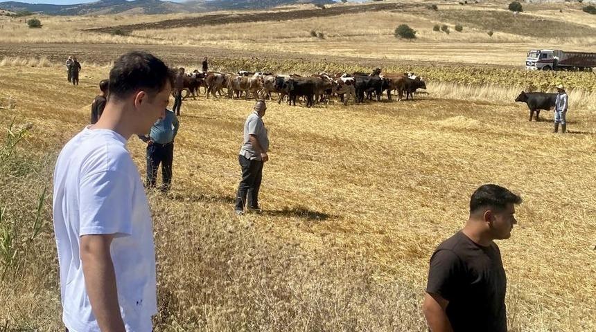 Kırşehir'de devrilen tırdaki 4 b&uuml;y&uuml;kbaş hayvan telef oldu
