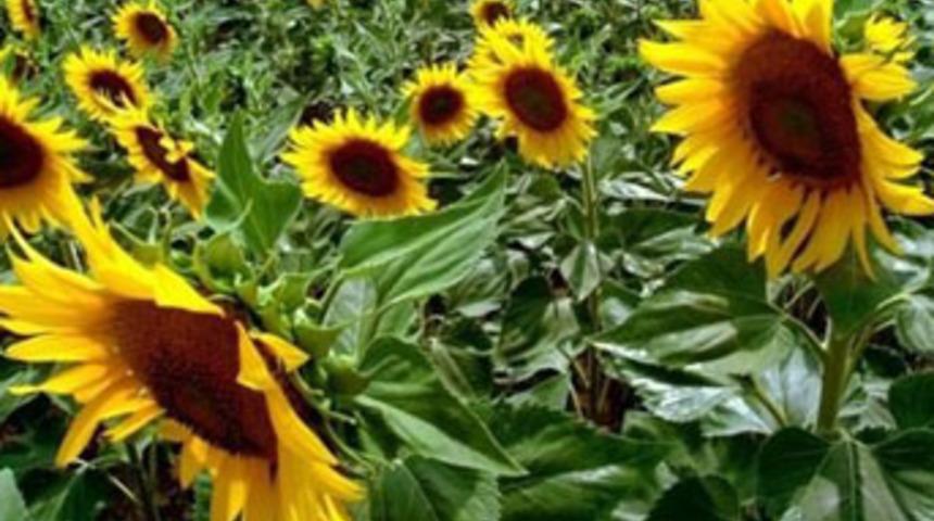 Ayçiçek sapının müthiş özelliği