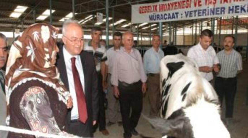 Denizli'de 38 aileye 76 b&uuml;y&uuml;kbaş hayvan dağıtıldı