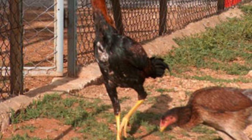 Kendini tavuk sanan horoz