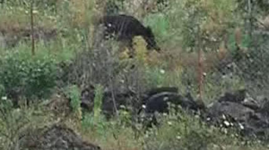 Yaban domuzu panik yarattı