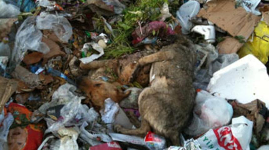 K&ouml;peklerin &ouml;ld&uuml;r&uuml;l&uuml;p yakıldığı iddiası