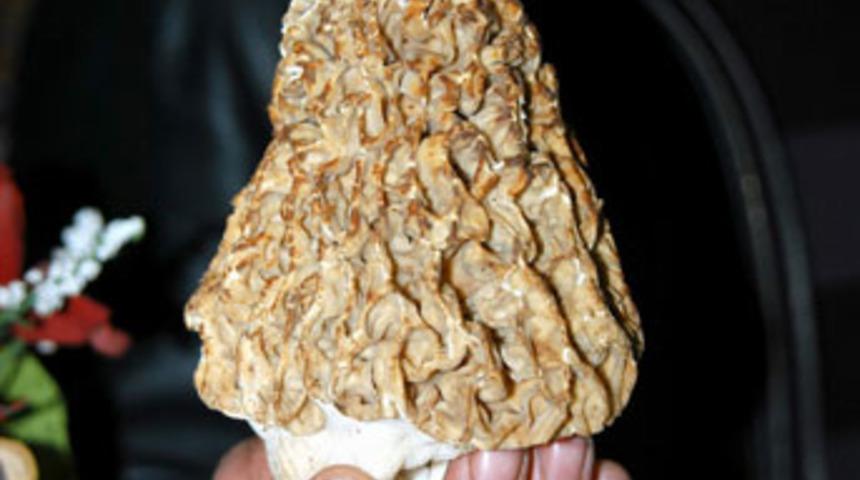 Kuzu göbeği mantarı sezonu açıldı