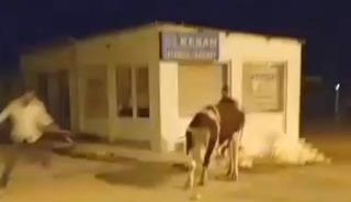 Yer: Edirne! İpini koparan dana ka&ccedil;tı