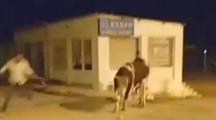 Yer: Edirne! İpini koparan dana ka&ccedil;tı