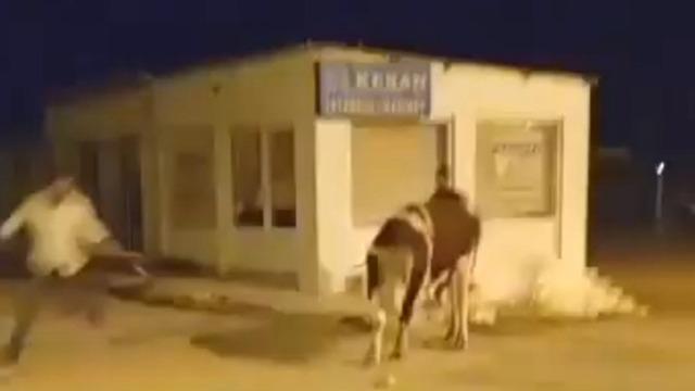 Yer: Edirne! İpini koparan dana kaçtı