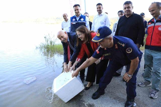 Yer: Bartın! 145 bin adet sazan balığı bırakıldı 3