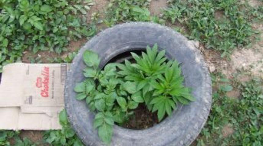 Nevşehir&rsquo;de kenevir ve esrar ele ge&ccedil;irildi