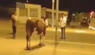 Sahibinin elinden ka&ccedil;an dana g&uuml;&ccedil;l&uuml;kle yakalandı