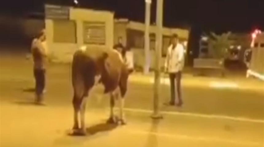 Sahibinin elinden ka&ccedil;an dana g&uuml;&ccedil;l&uuml;kle yakalandı