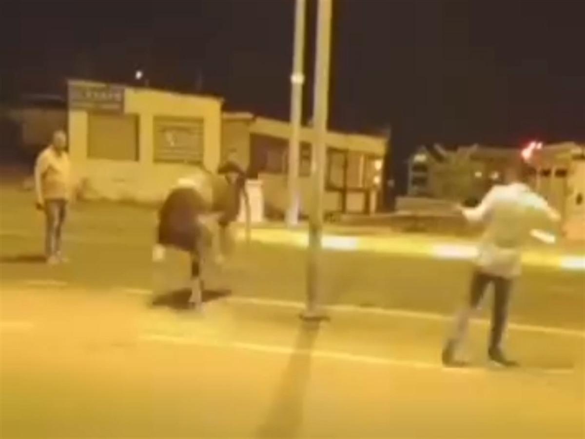 Sahibinin elinden kaçan dana güçlükle yakalandı 2