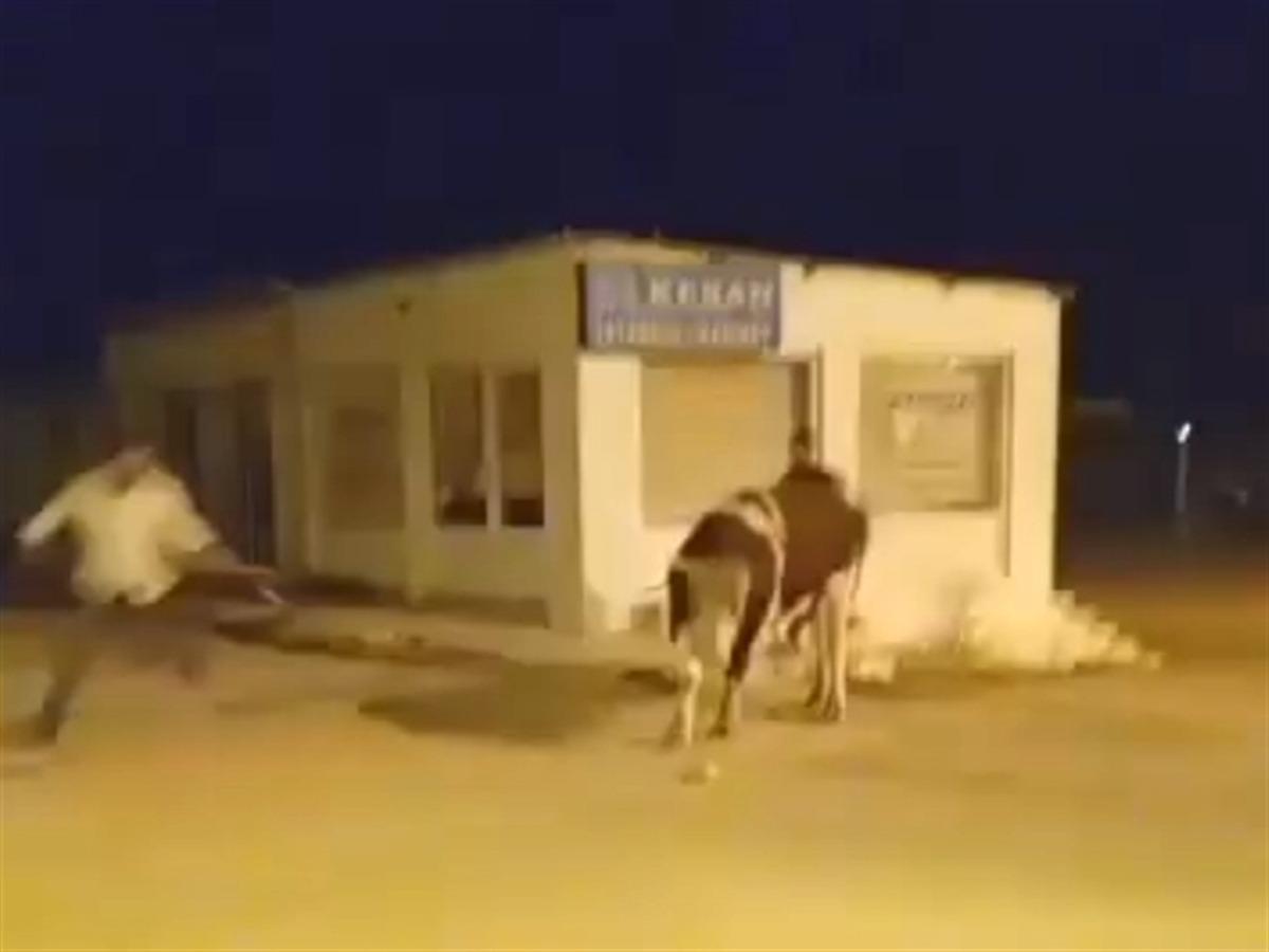 Sahibinin elinden kaçan dana güçlükle yakalandı 1