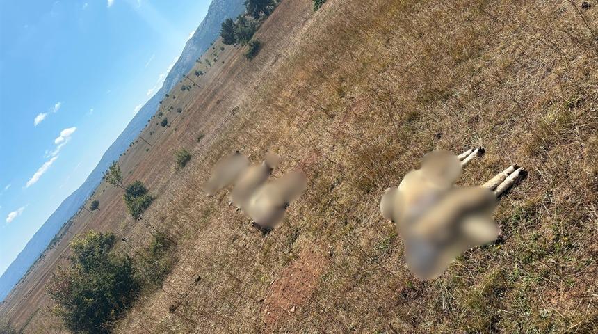 Ordu'da kurt saldırısında 8 koyun &ouml;ld&uuml;