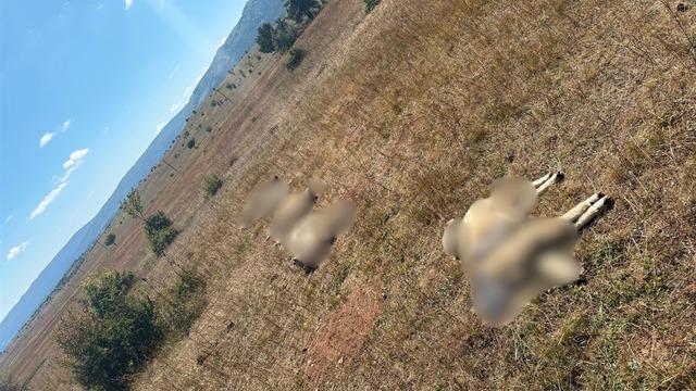 Ordu'da kurt saldırısında 8 koyun öldü