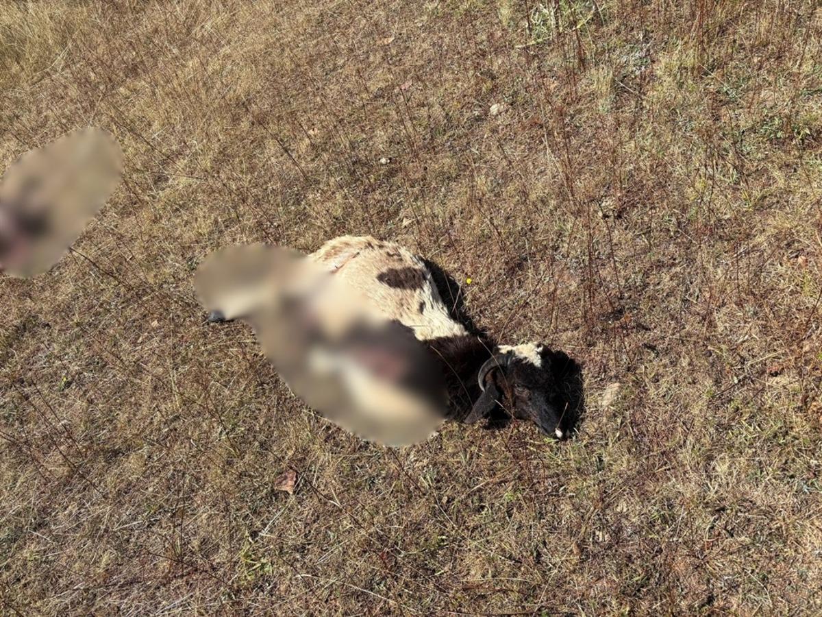 Ordu da kurt saldırısında 8 koyun öldü 1