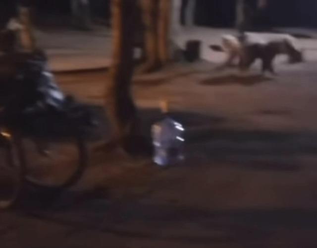 Uludağ’da çadır kuran ailenin yanına aç kalan ayı geldi 1