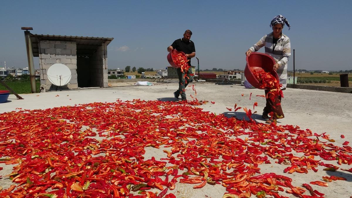 Sofradan &ouml;nce damlara seriliyor! Kilosu 300 TL den satılıyor 1