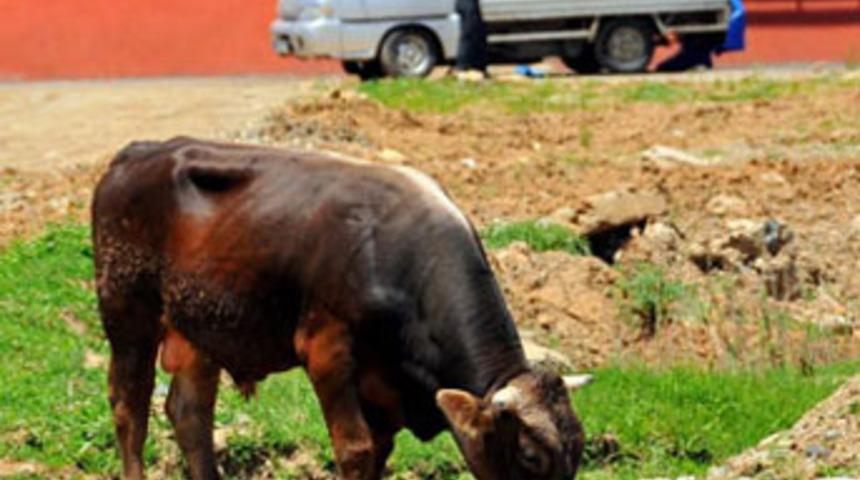 Kızgın boğa hastanelik etti