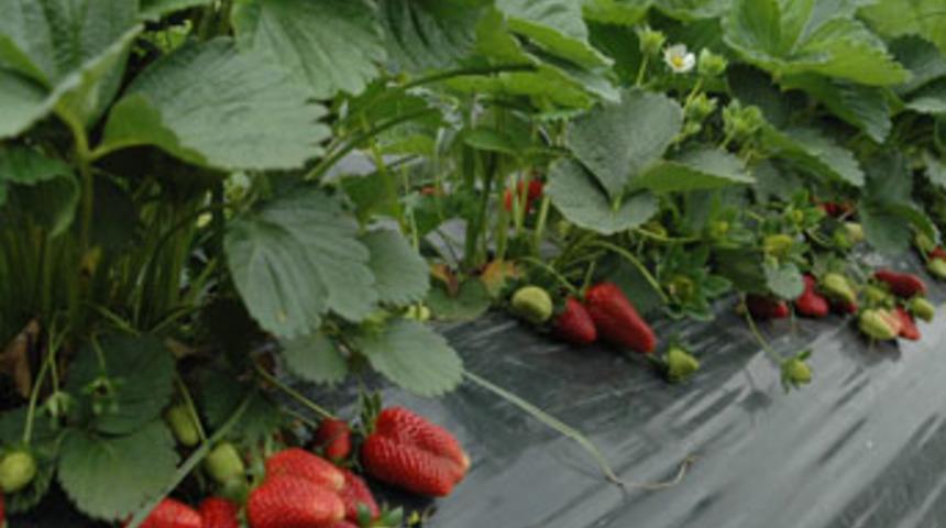 Aydın&rsquo;ın meyveleri şifa kaynağı