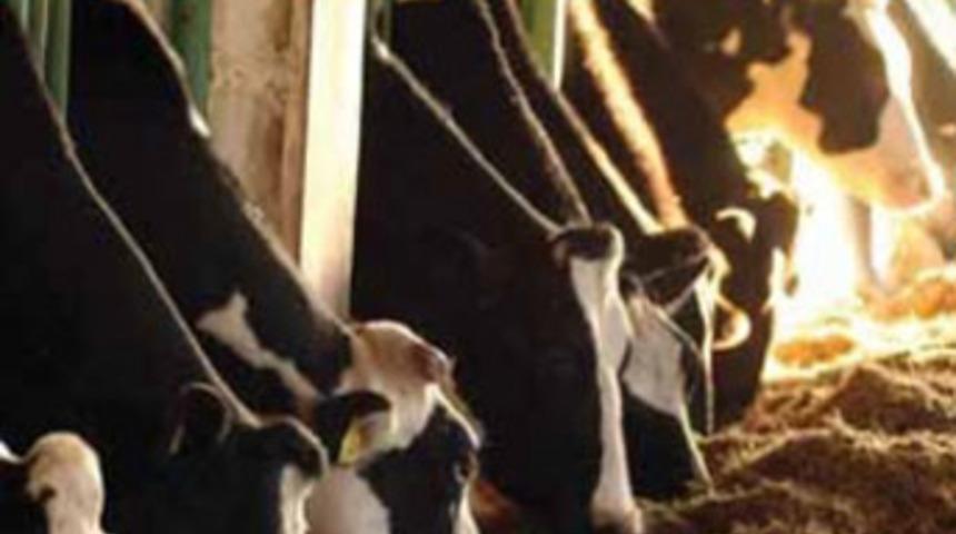 Ahırı tarayıp hayvanları katlettiler