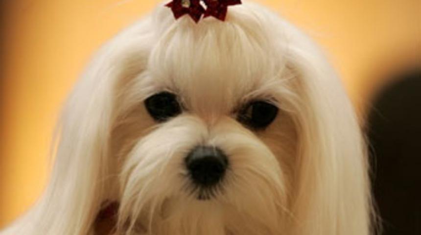 G&uuml;zellik yarışması yapılacak&rlm;