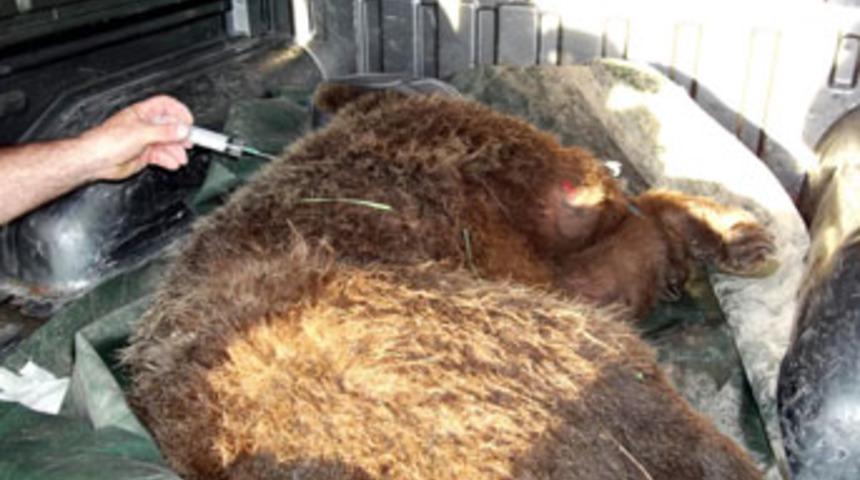 Otoyola inen ayı yaralandı