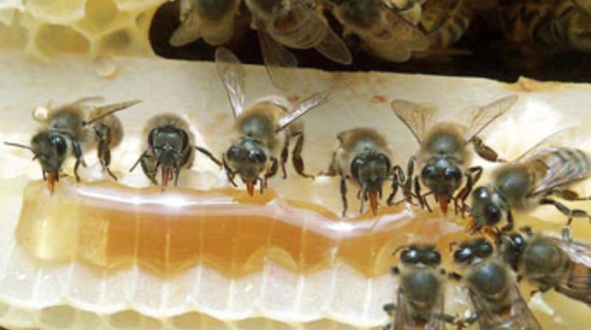 Diyarbakır'da arı dehşeti