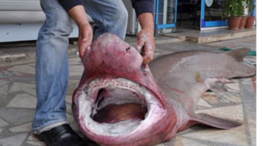 Oltaya dev k&ouml;pek balığı takıldı